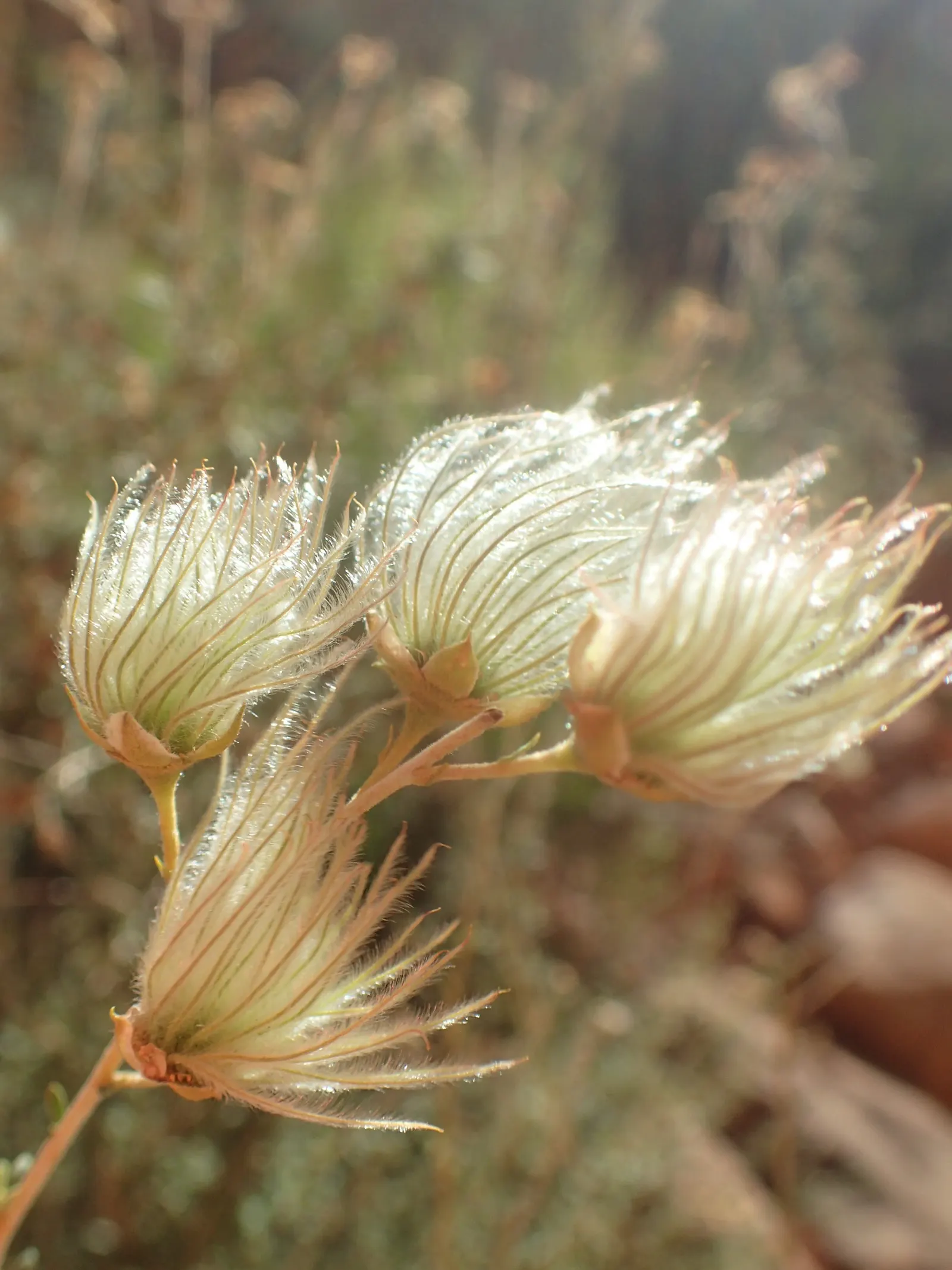 Apache Plume (Fallugia Paradoxa) — feathery seed heads that are a key identifying feature; it prefers well-drained soils and can handle a range of soil types