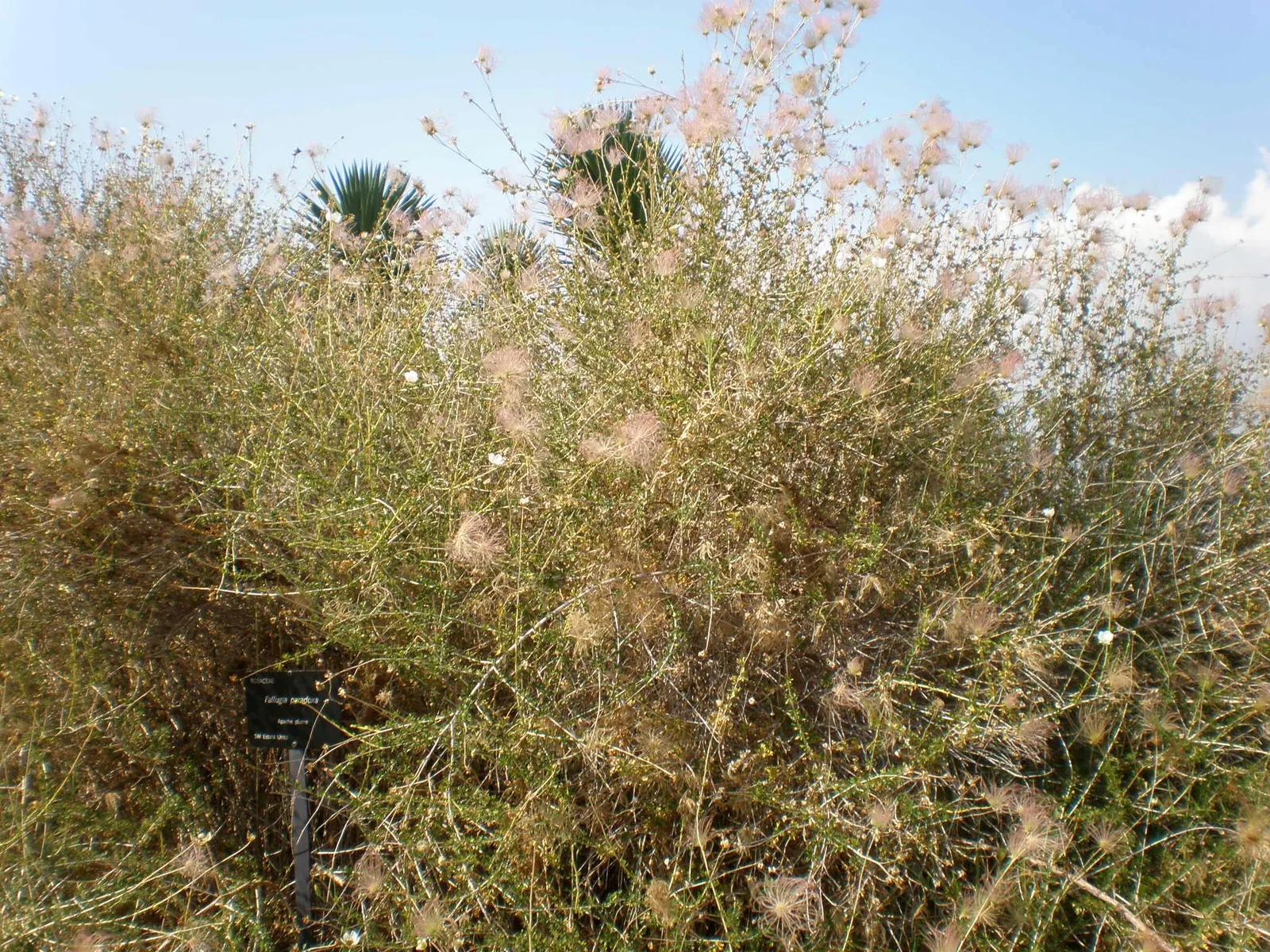 Apache Plume (Fallugia Paradoxa) — requiring minimal supplemental watering