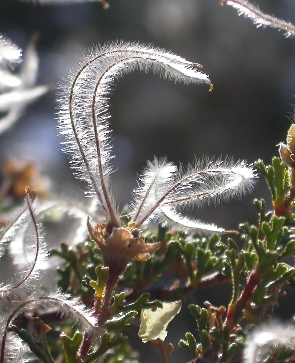 Apache Plume (Fallugia Paradoxa) — Following the flowering period; is a resilient and visually striking shrub native to the Southwestern United States and