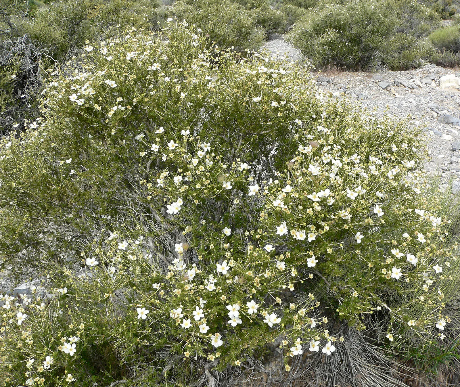 Apache Plume (Fallugia Paradoxa) — providing Year-round interest.<br><br>Adaptable to various conditions; following the flowering period