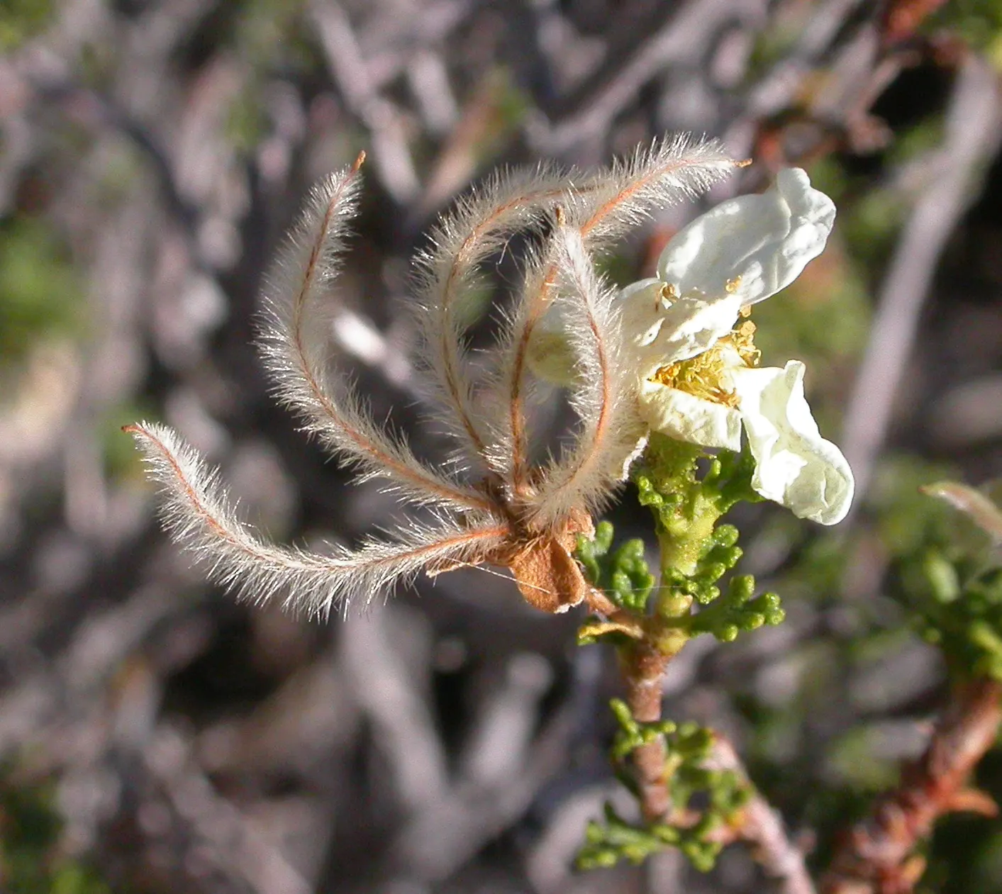 Apache Plume (Fallugia Paradoxa) — This deciduous plant typically grows to 3 to 6 feet in height and spreads equally as wide; reaching 3 to 6 feet high and wide