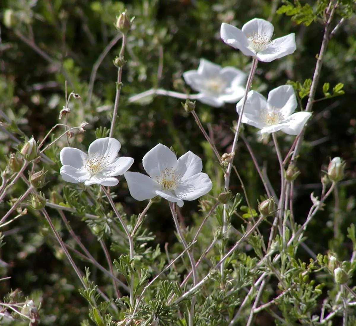 Apache Plume (Fallugia Paradoxa) — giving way to distinctive plumed seed heads that add a feathery texture to the landscape; the Apache Plume offers a