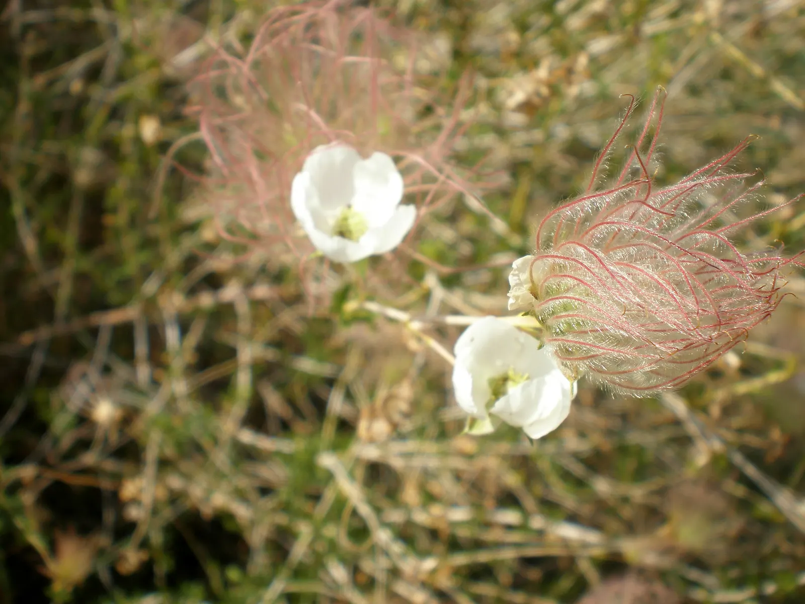 Apache Plume (Fallugia Paradoxa) — shrub with white blooms
