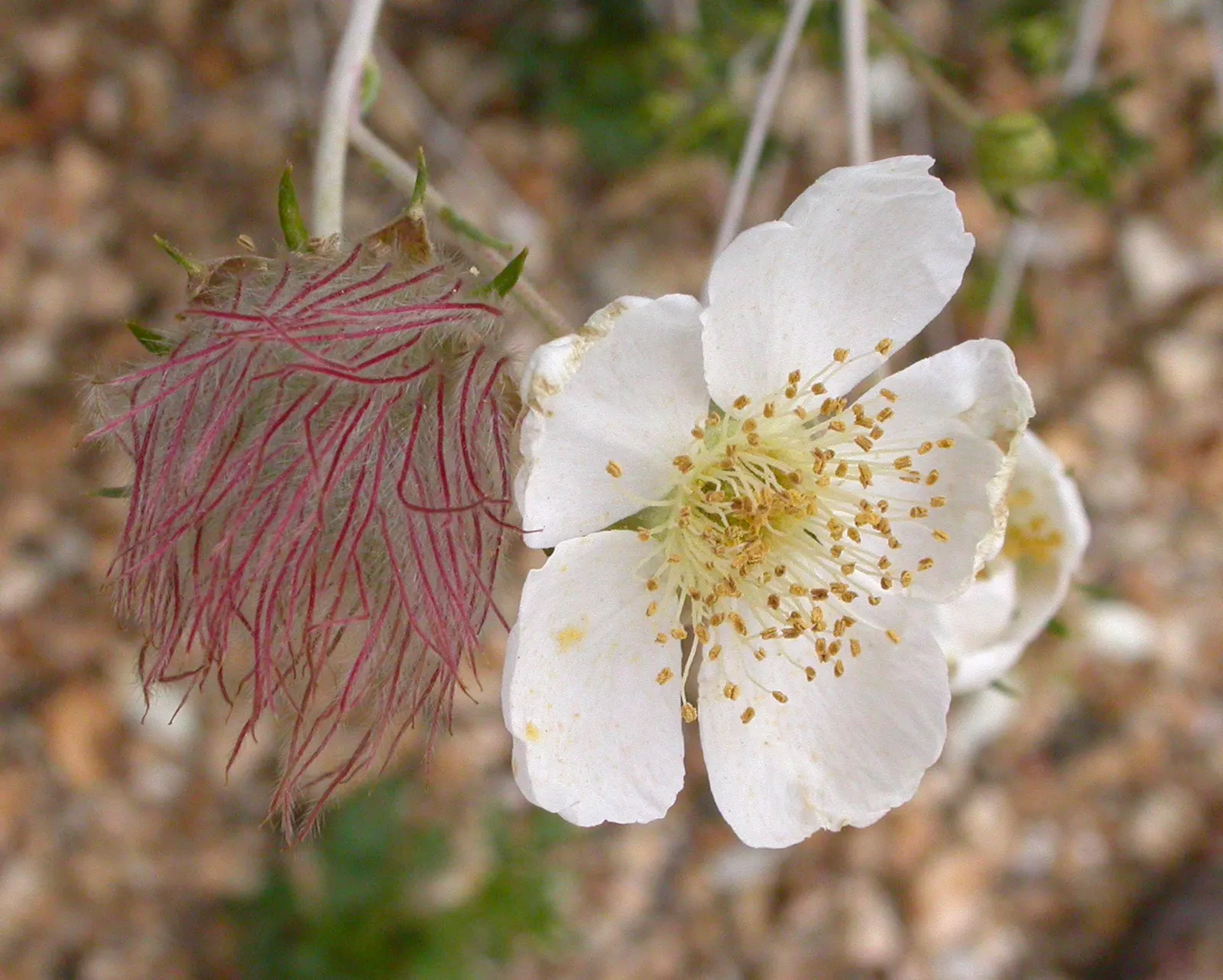 Apache Plume (Fallugia Paradoxa) — delicate white flowers that resemble single roses; this deciduous plant typically grows to 3 to 6 feet in height and spreads