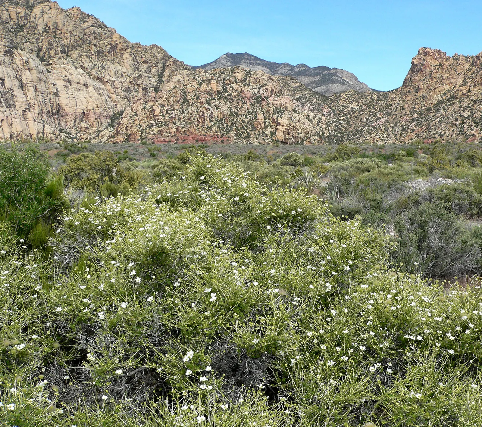 Apache Plume (Fallugia Paradoxa) — Following the flowering period
