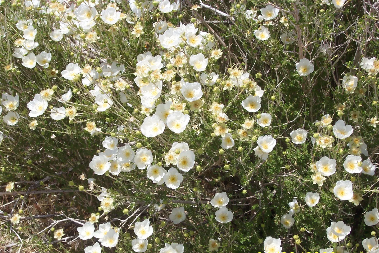 Apache Plume (Fallugia Paradoxa) — It prefers well-drained soils and can handle a range of soil types, from sandy to clay; and is ideal for xeriscaping and