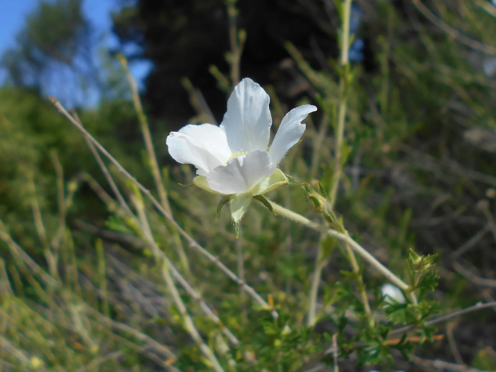 Apache Plume (Fallugia Paradoxa) — reaching 3 to 6 feet high and wide; which are about one inch in diameter, image 60