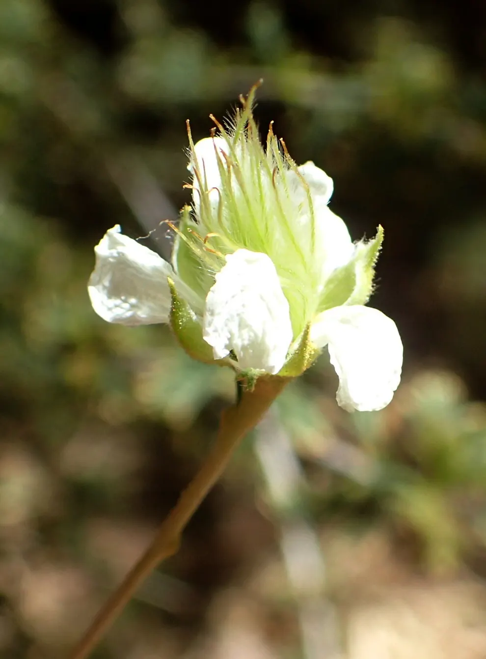Apache Plume (Fallugia Paradoxa) — giving way to distinctive plumed seed heads that add a feathery texture to the landscape; the Apache Plume, image 62