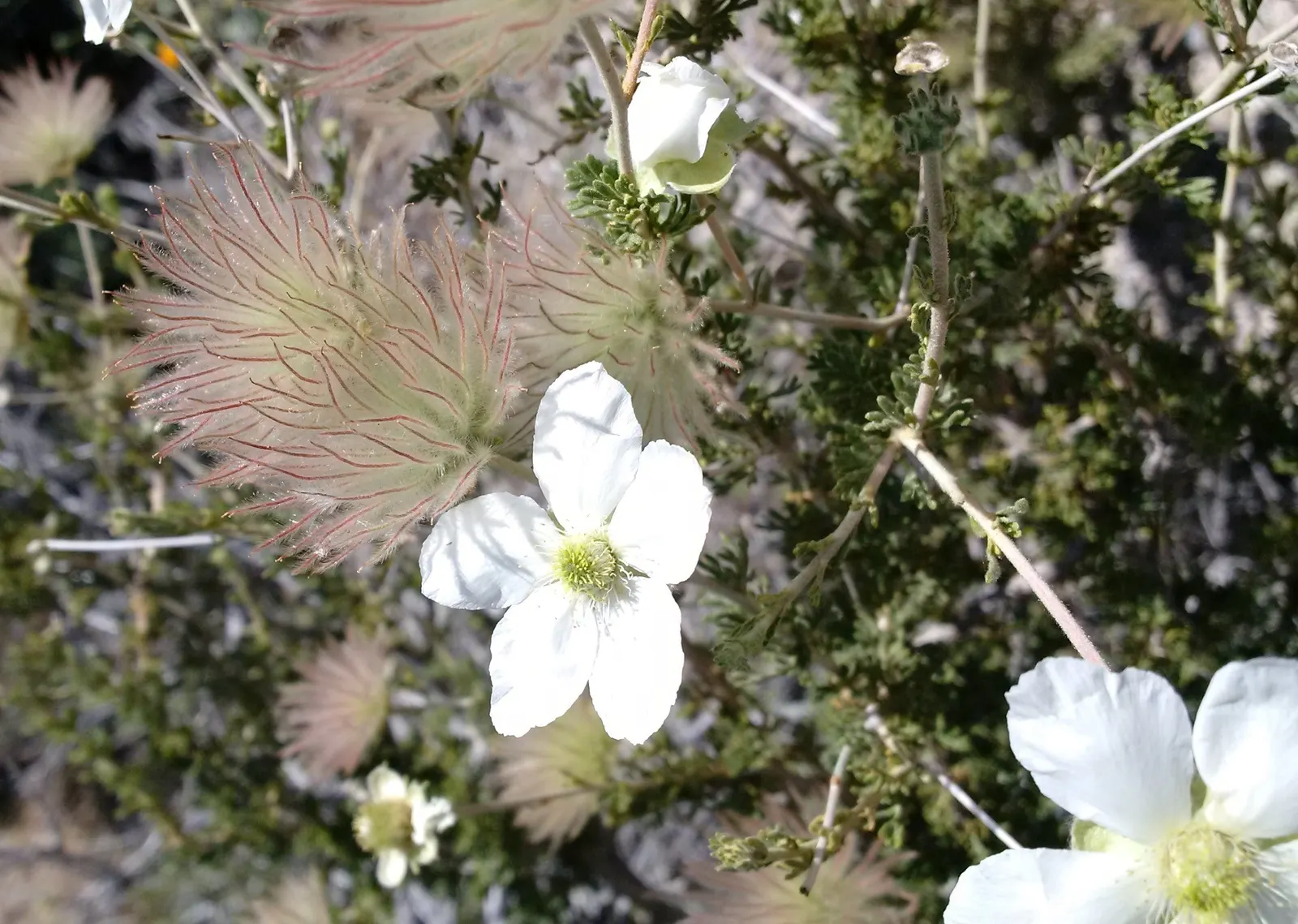 Apache Plume (Fallugia Paradoxa) — shrub for full or half; making it a practical and beautiful choice for any garden