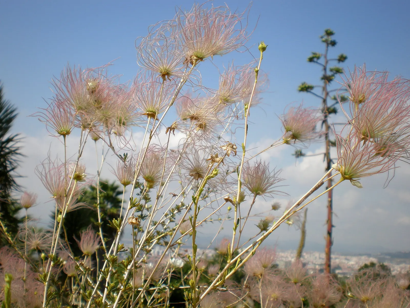 Apache Plume (Fallugia Paradoxa) — These blooms burst forth from late spring into summer; this hardy shrub can endure the cold down to zones 5 through 10