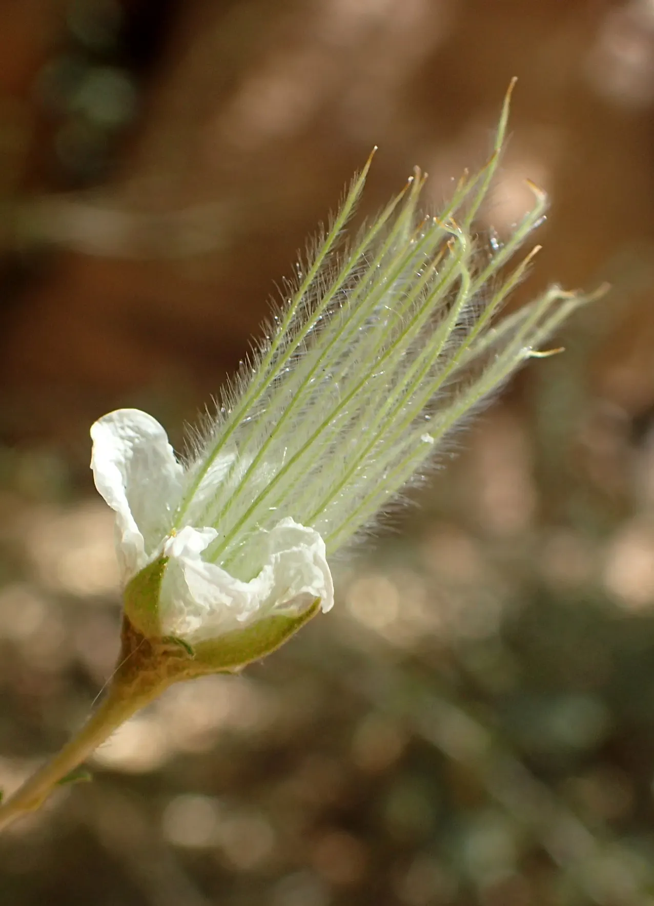 Apache Plume (Fallugia Paradoxa) — the Apache Plume thrives in full sun and tolerates drought once established; requiring minimal supplemental, image 78