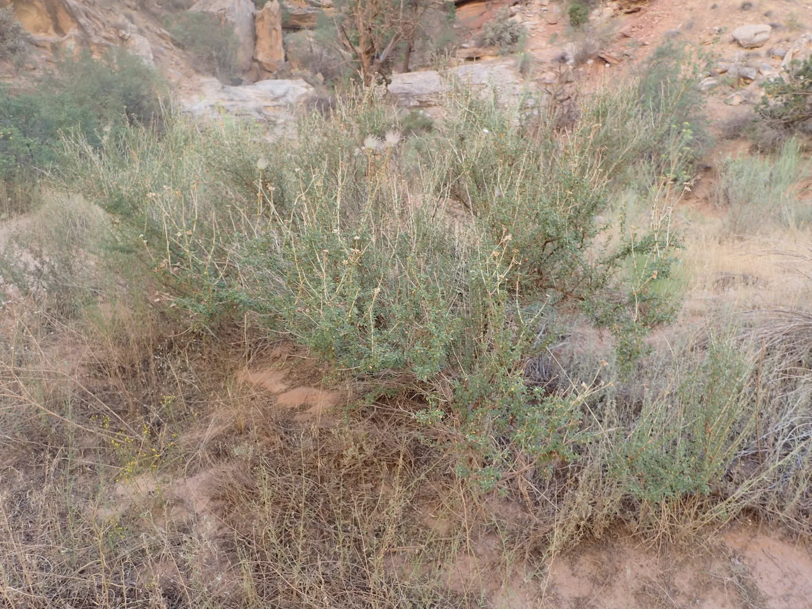 Apache Plume (Fallugia Paradoxa) — Following the flowering period; is a resilient and visually striking shrub native to the Southwestern United, image 72
