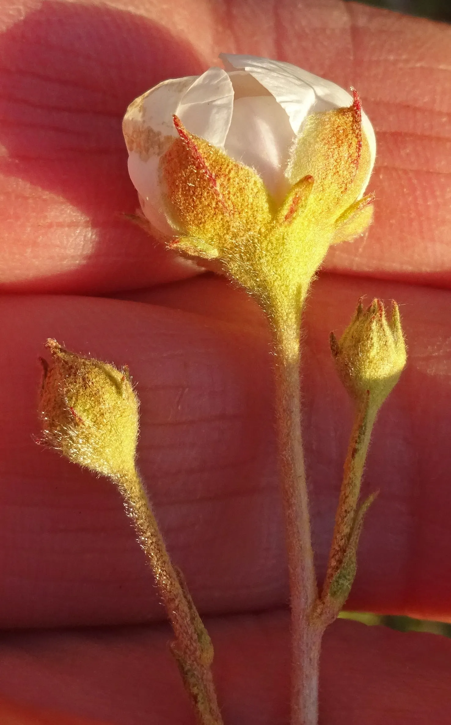 Apache Plume (Fallugia Paradoxa) — providing Year-round interest.<br><br>Adaptable to various conditions; following the flowering period, image 77