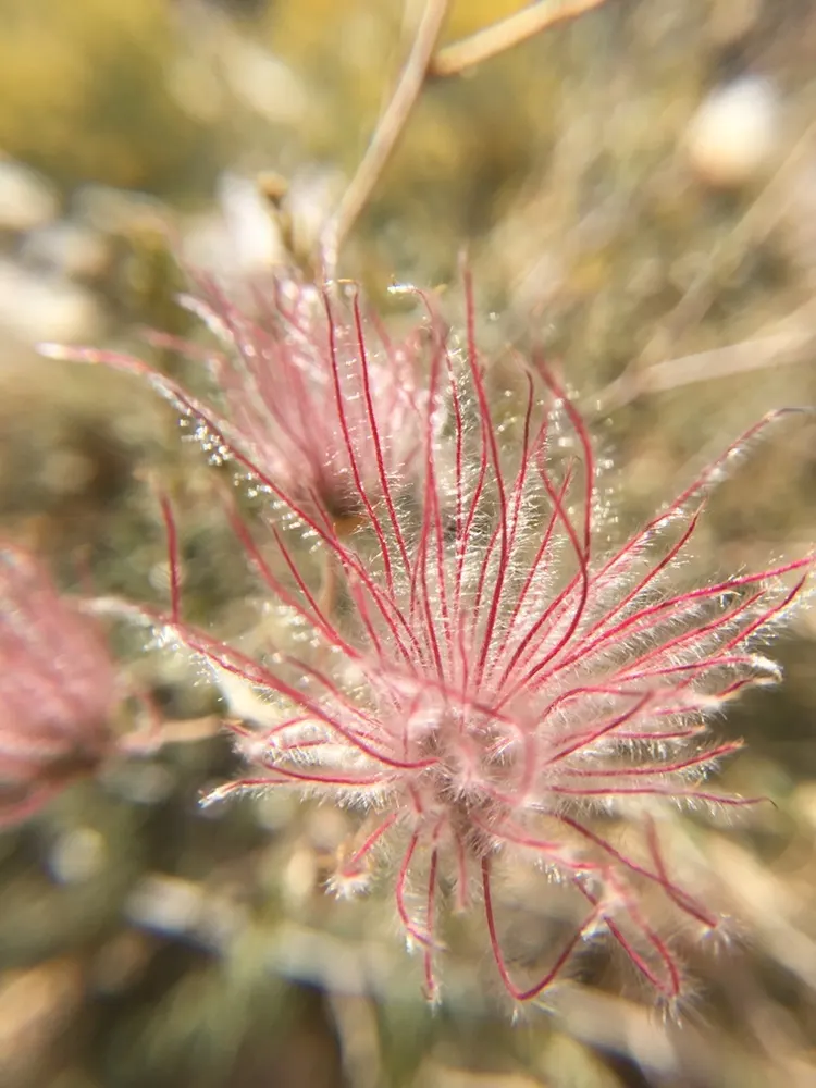 Apache Plume (Fallugia Paradoxa) — this hardy shrub can endure the cold down to zones 5 through 10