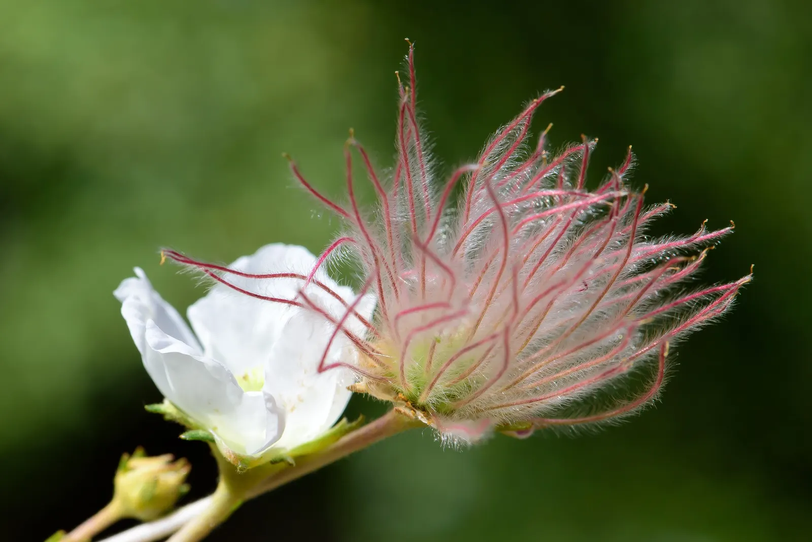 Apache Plume (Fallugia Paradoxa) — is a resilient and visually striking shrub native to the Southwestern United States and Northern Mexico, image 66