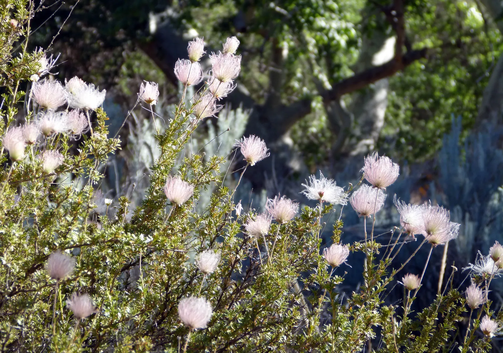Apache Plume (Fallugia Paradoxa) — which are about one inch in diameter
