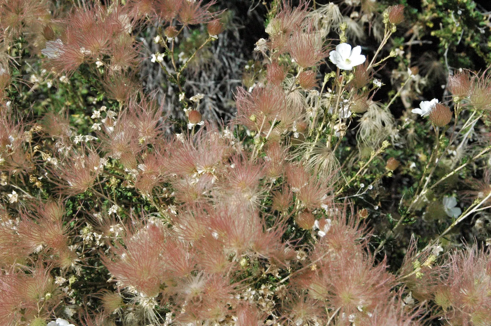 Apache Plume (Fallugia Paradoxa) — requiring minimal supplemental watering; shrub with white blooms