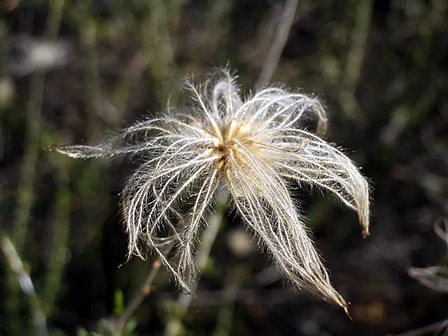 Apache Plume (Fallugia Paradoxa) — requiring minimal supplemental watering; shrub with white blooms, image 79