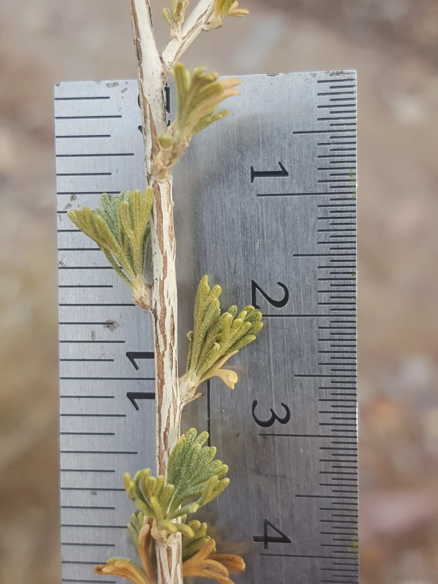Apache Plume (Fallugia Paradoxa) — this plant thrives in full sun; rose-like flowers bloom from spring to fall, image 63