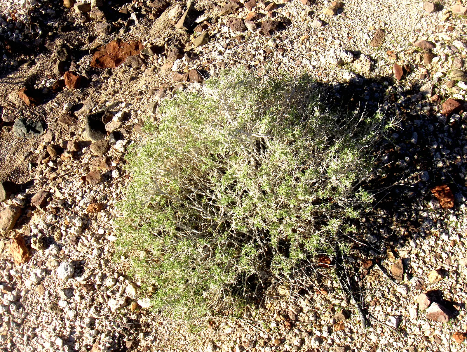 Apache Plume (Fallugia Paradoxa) — rose-like flowers bloom from spring to fall