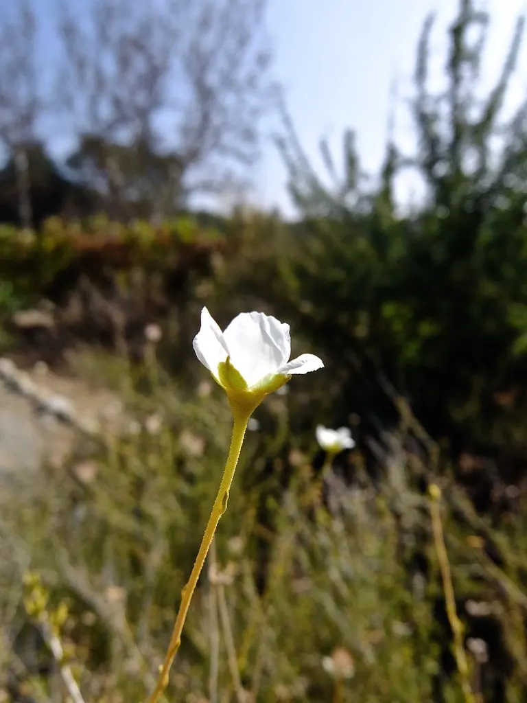 Apache Plume (Fallugia Paradoxa) — adding a soft contrast to the shrub's finely textured; the Apache Plume (Fallugia paradoxa) is a drought-tolerant shrub