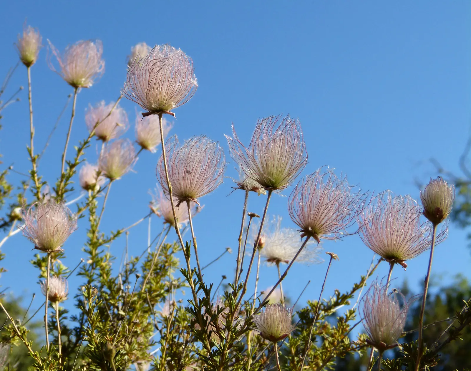 Apache Plume (Fallugia Paradoxa) — the Apache Plume thrives in full sun and tolerates drought once established