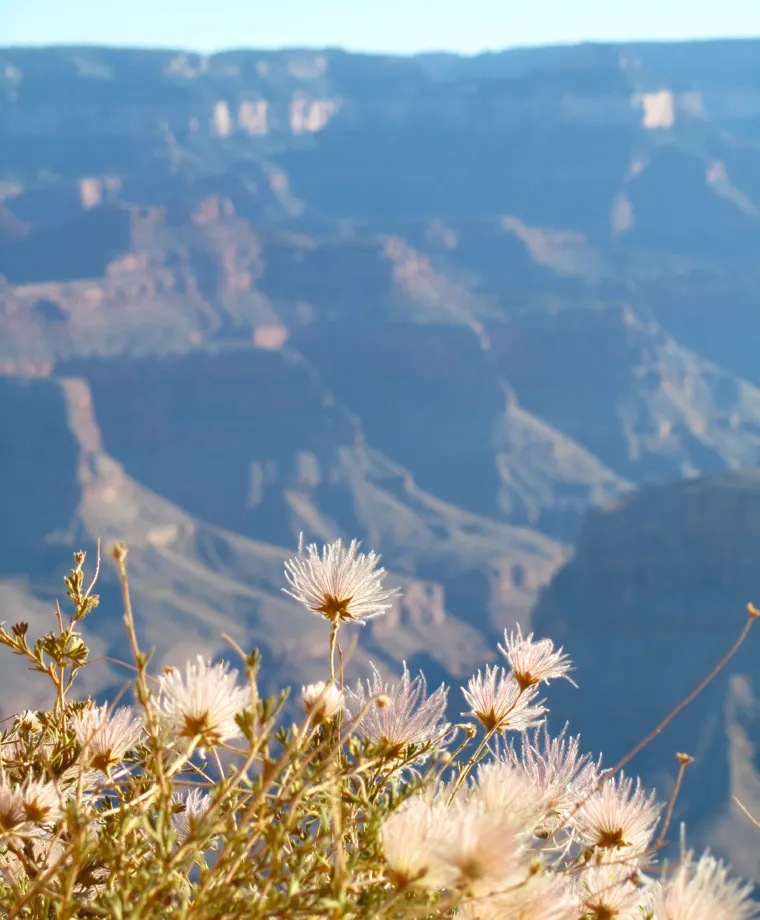 Apache Plume (Fallugia Paradoxa) — These blooms burst forth from late spring into summer; this hardy shrub can endure the cold down to zones 5, image 70