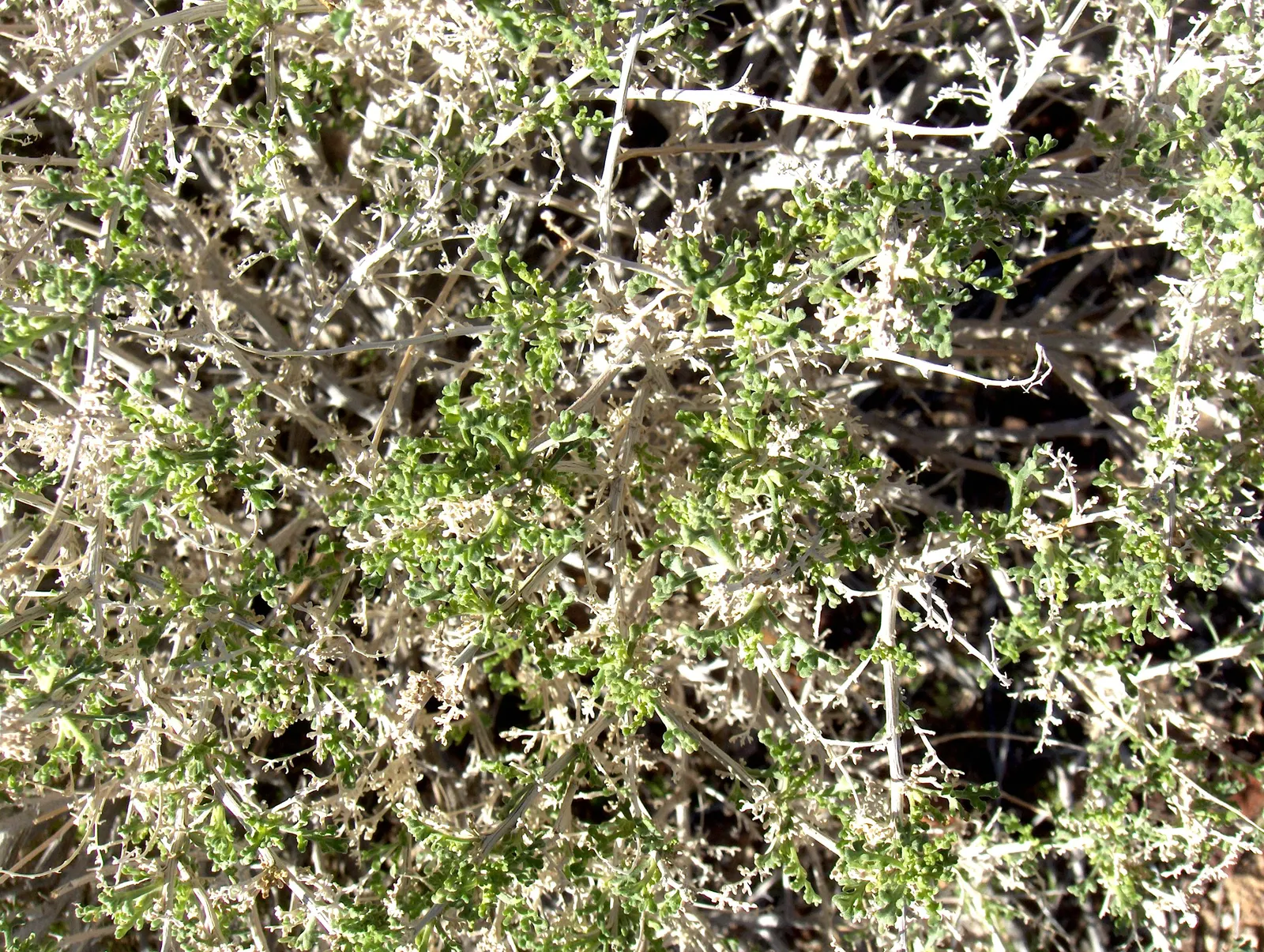 Apache Plume (Fallugia Paradoxa) — the plant produces distinctive, image 44