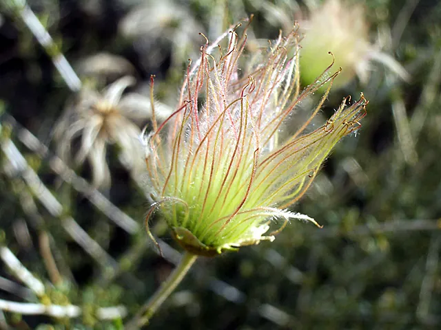 Apache Plume (Fallugia Paradoxa) — which are about one inch in diameter; feathery seed heads that are a key identifying feature, image 69