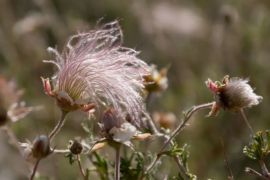 Apache Plume (Fallugia Paradoxa) — rose-like flowers bloom from spring to fall; these plumes assist in wind distribution of the seeds and persist, image 61