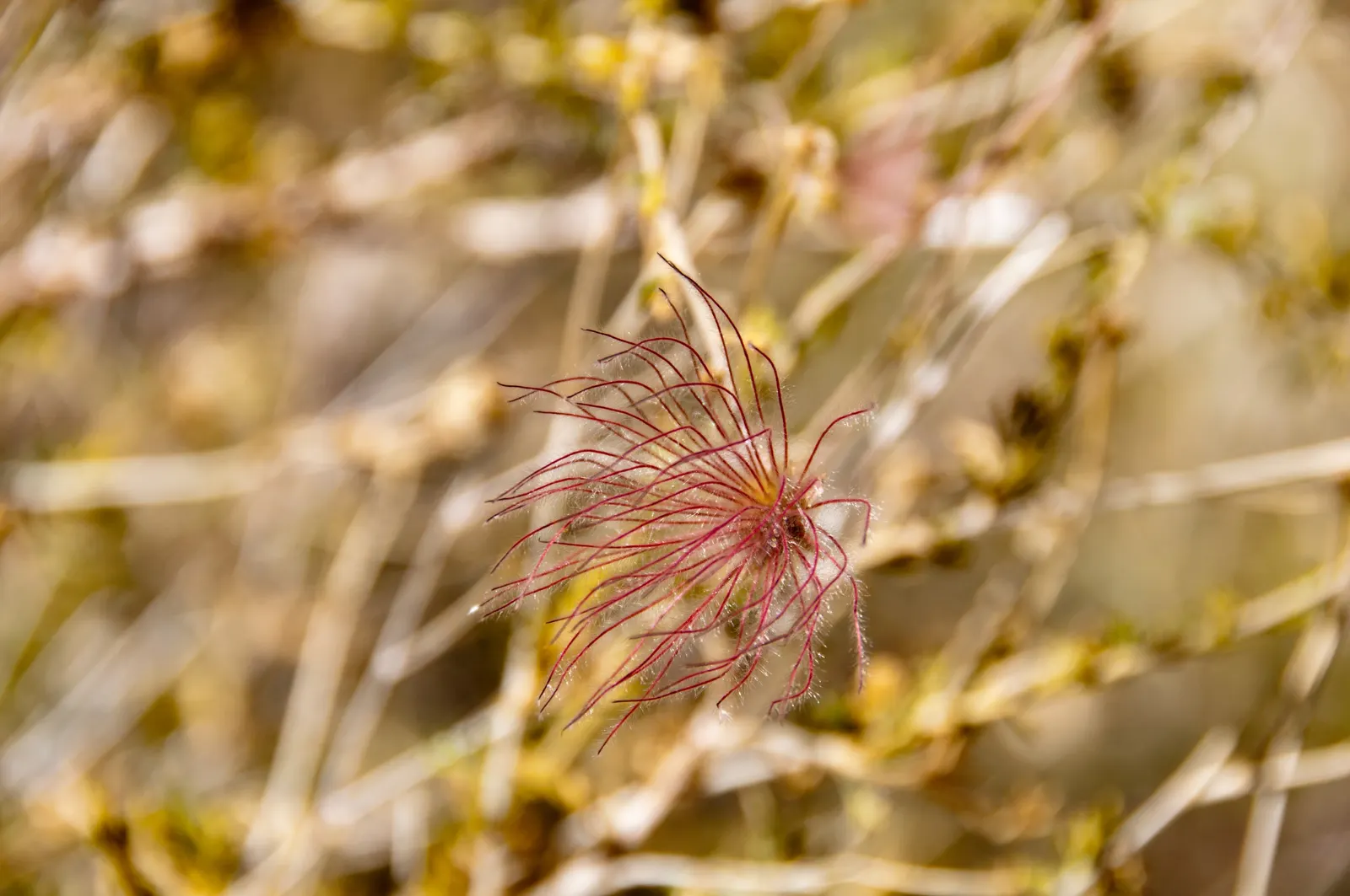Apache Plume (Fallugia Paradoxa) — the Apache Plume offers a low-maintenance addition with its easy care and graceful; white flowers in the garden