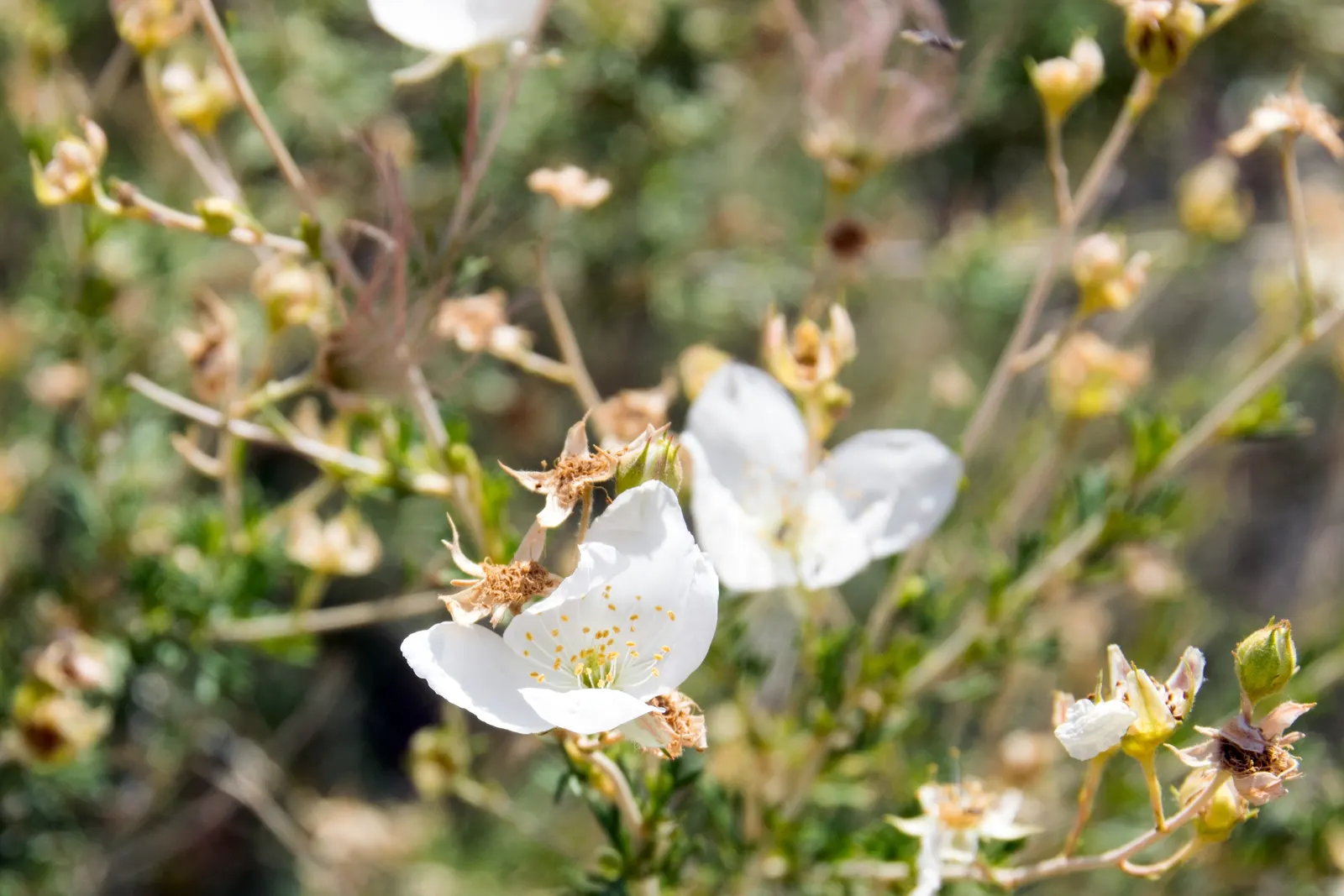 Apache Plume (Fallugia Paradoxa) — this plant thrives in full sun