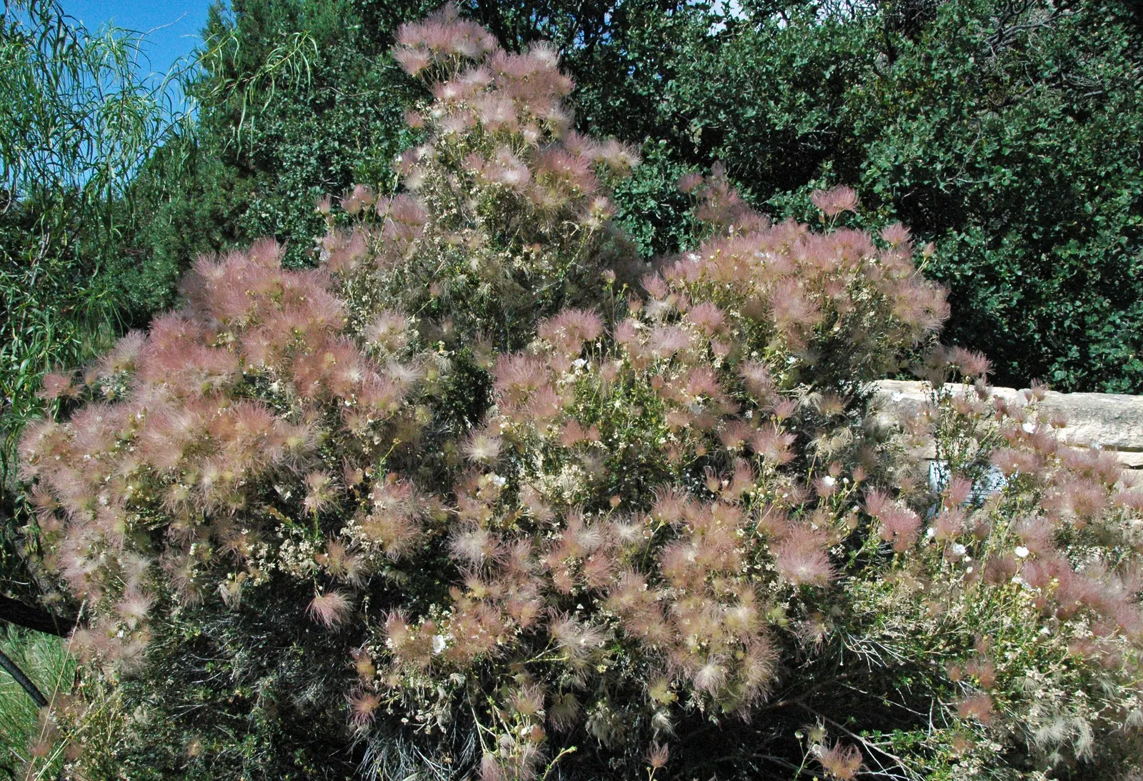 Apache Plume (Fallugia Paradoxa) — rose-like flowers bloom from spring to fall; these plumes assist in wind distribution of the seeds and persist well into the