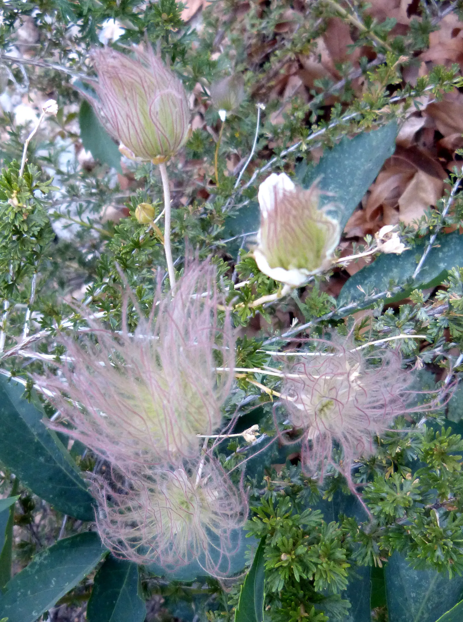 Apache Plume (Fallugia Paradoxa) — resisting temperatures as low as -20&deg;F to -10&deg;F.<br><br>For landscape designers and clients alike