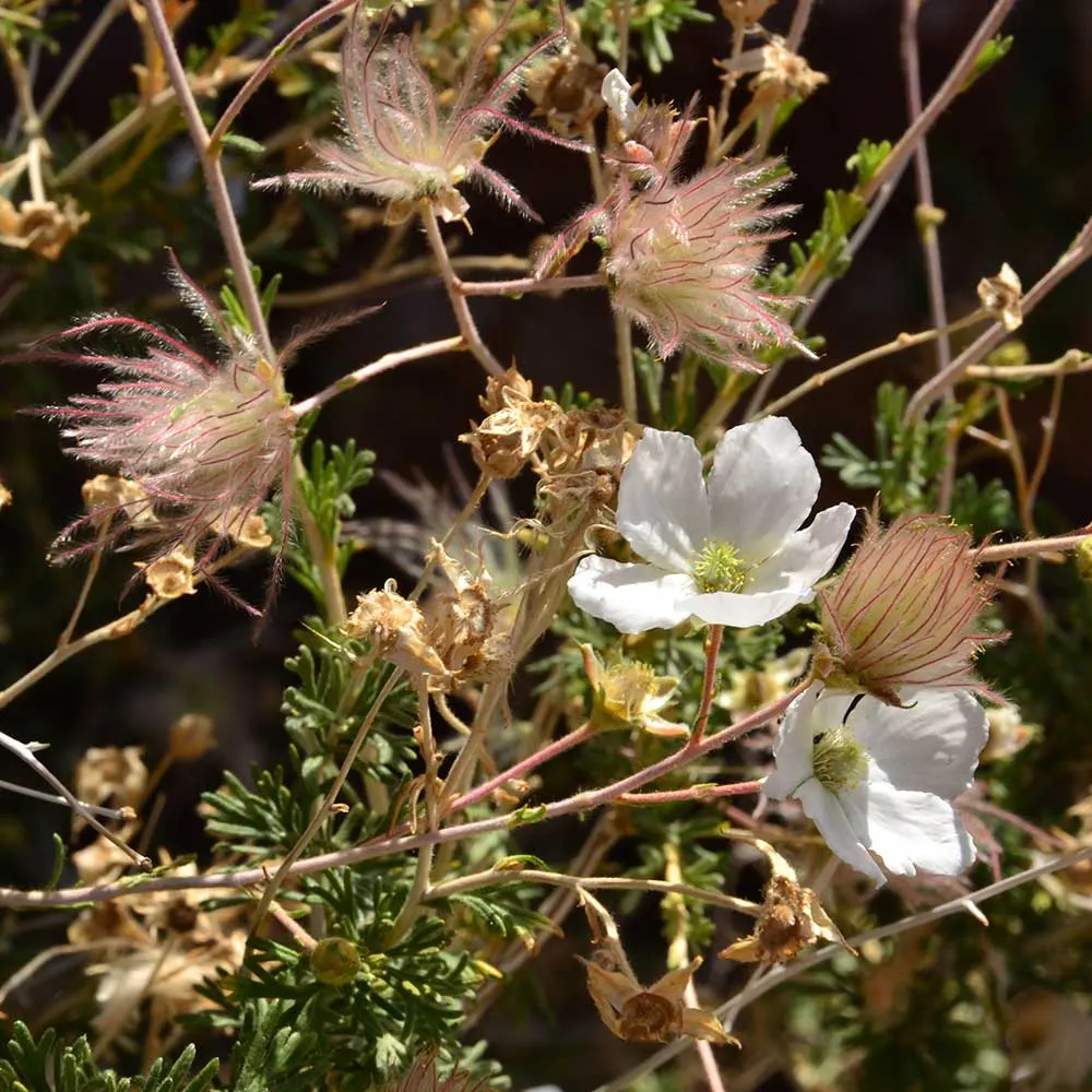 Apache Plume (Fallugia Paradoxa) — reaching 3 to 6 feet high and wide; which are about one inch in diameter