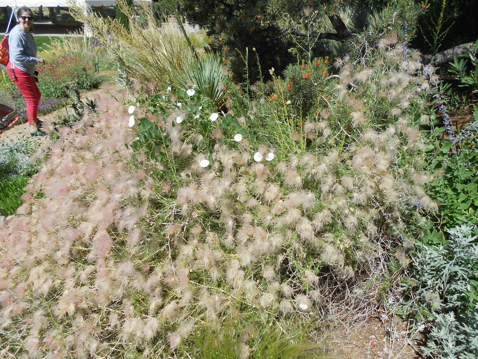 Apache Plume (Fallugia Paradoxa) — the Apache Plume offers a low-maintenance addition with its easy care and graceful