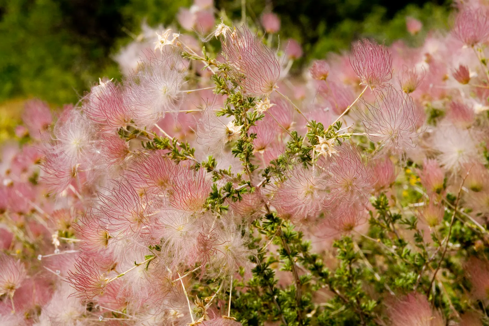Apache Plume (Fallugia Paradoxa) — These plumes assist in wind distribution of the seeds and persist well into the fall; scientifically known as, image 76