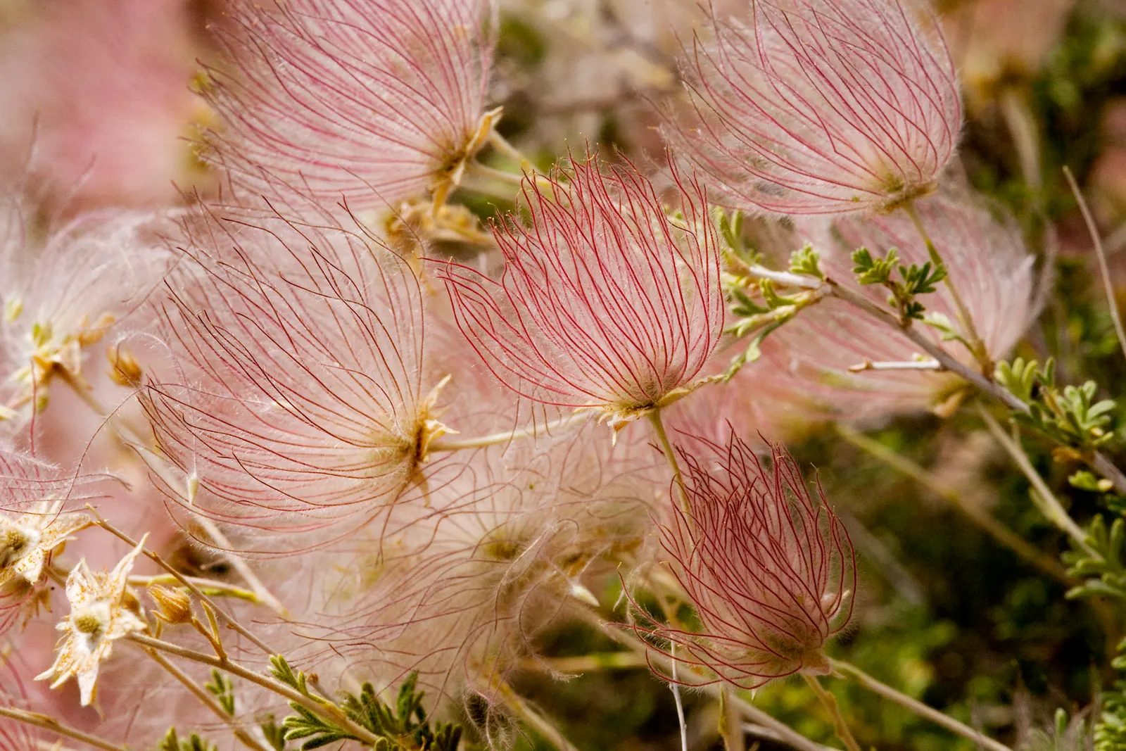 Apache Plume (Fallugia Paradoxa) — These plumes assist in wind distribution of the seeds and persist well into the fall; scientifically known as Fallugia