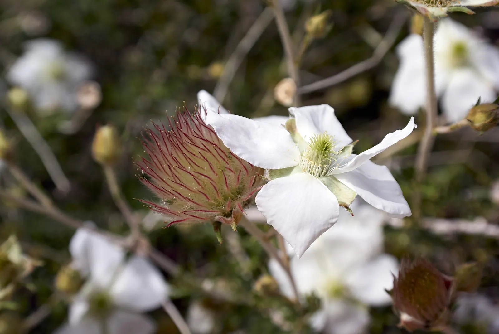 Apache Plume (Fallugia Paradoxa) — is a resilient and visually striking shrub native to the Southwestern United States and Northern Mexico; resisting