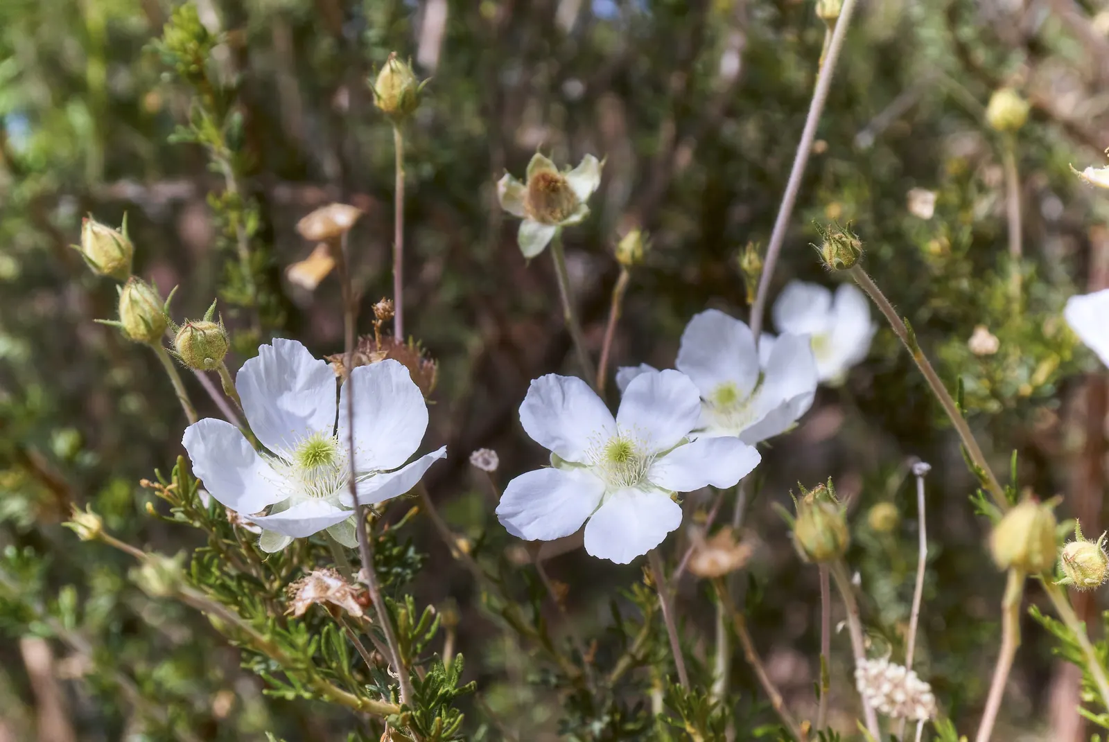 Apache Plume (Fallugia Paradoxa) — resisting temperatures as low as -20°F to -10°F.<br><br>For landscape designers and clients alike; the Apache Plume