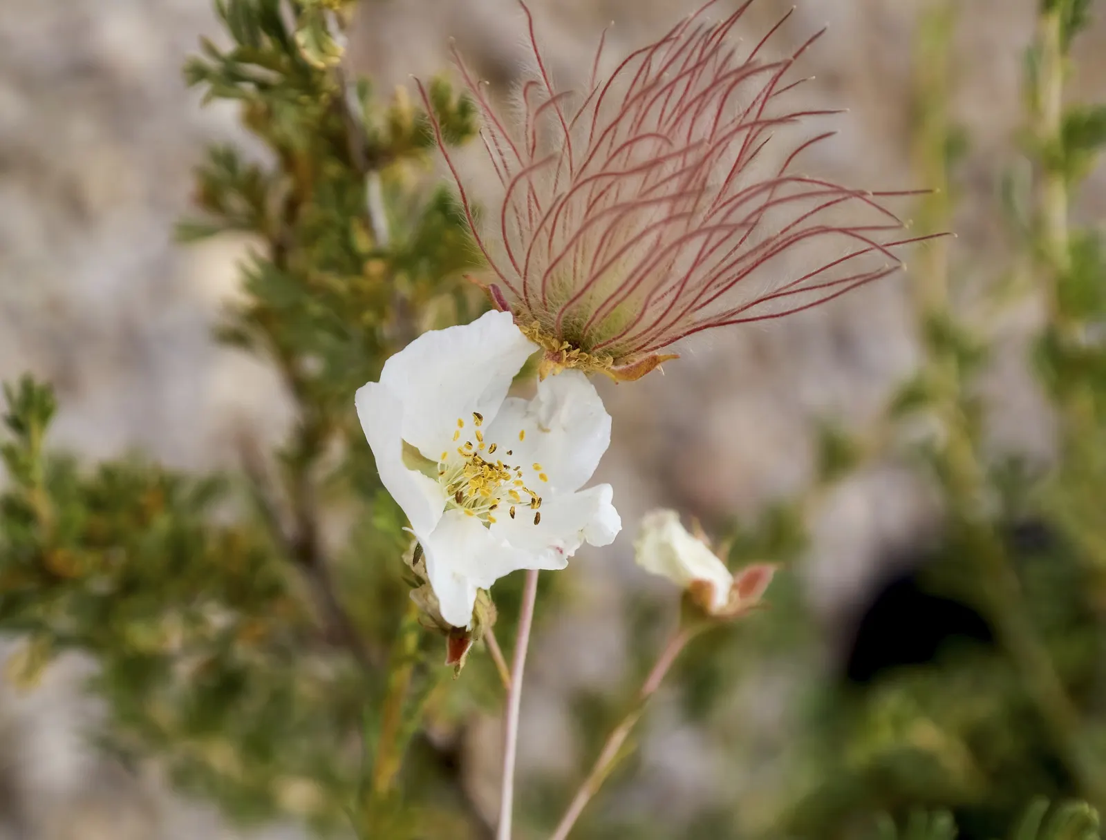 Apache Plume (Fallugia Paradoxa) — making it a practical and beautiful choice for any garden; this plant thrives in full sun