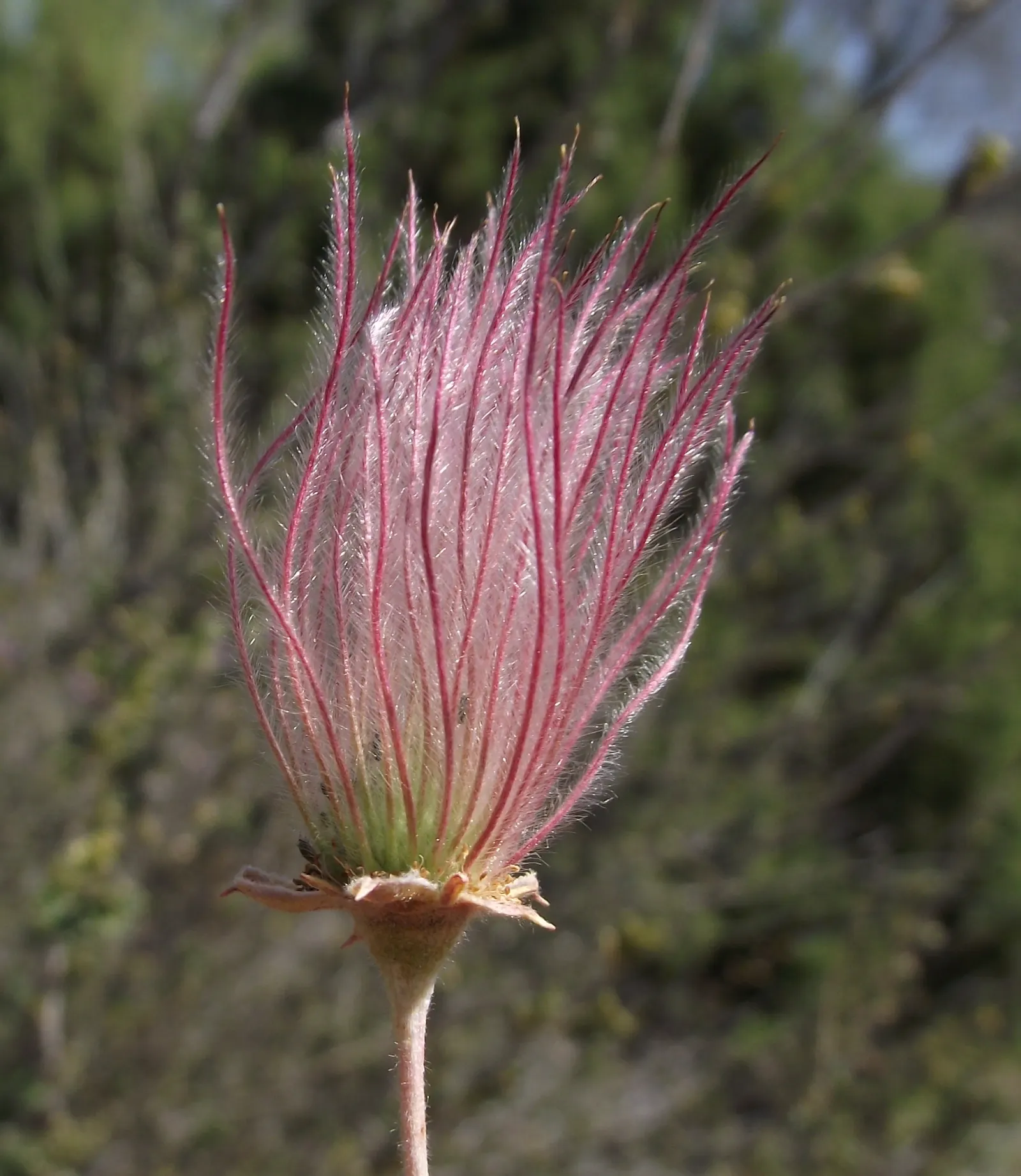 Apache Plume (Fallugia Paradoxa) — delicate white flowers that resemble single roses; this deciduous plant typically grows to 3 to 6 feet in height, image 68