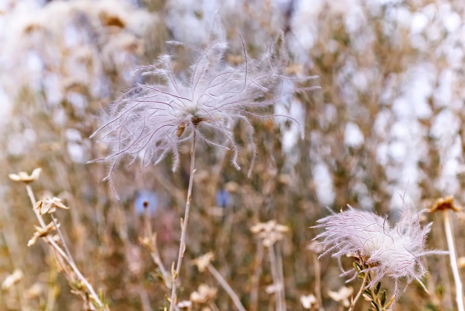 Apache Plume (Fallugia Paradoxa) — The Apache Plume (Fallugia paradoxa) is a drought-tolerant shrub native to the Southwest; giving way to distinctive plumed