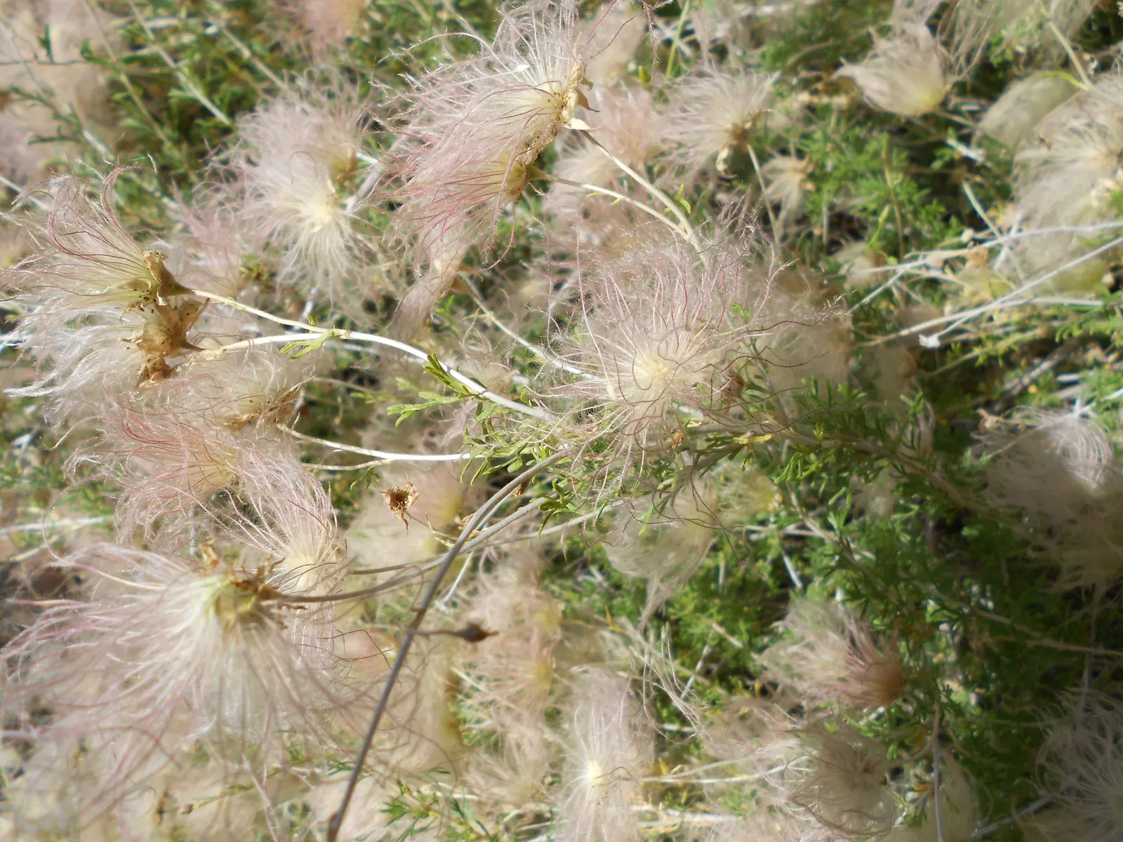 Apache Plume (Fallugia Paradoxa) — providing Year-round interest.<br><br>Adaptable to various conditions