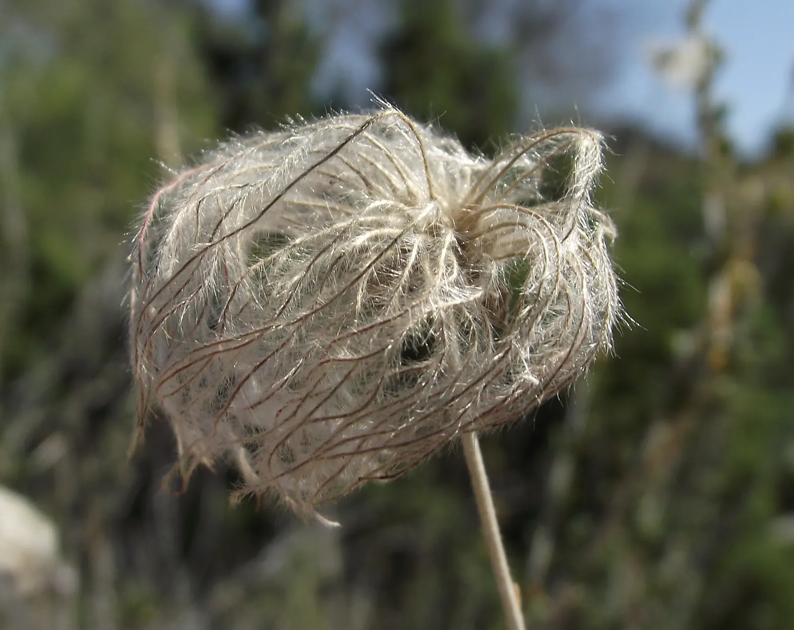 Apache Plume (Fallugia Paradoxa) — adding a soft contrast to the shrub's finely textured; the Apache Plume (Fallugia paradoxa) is a, image 71