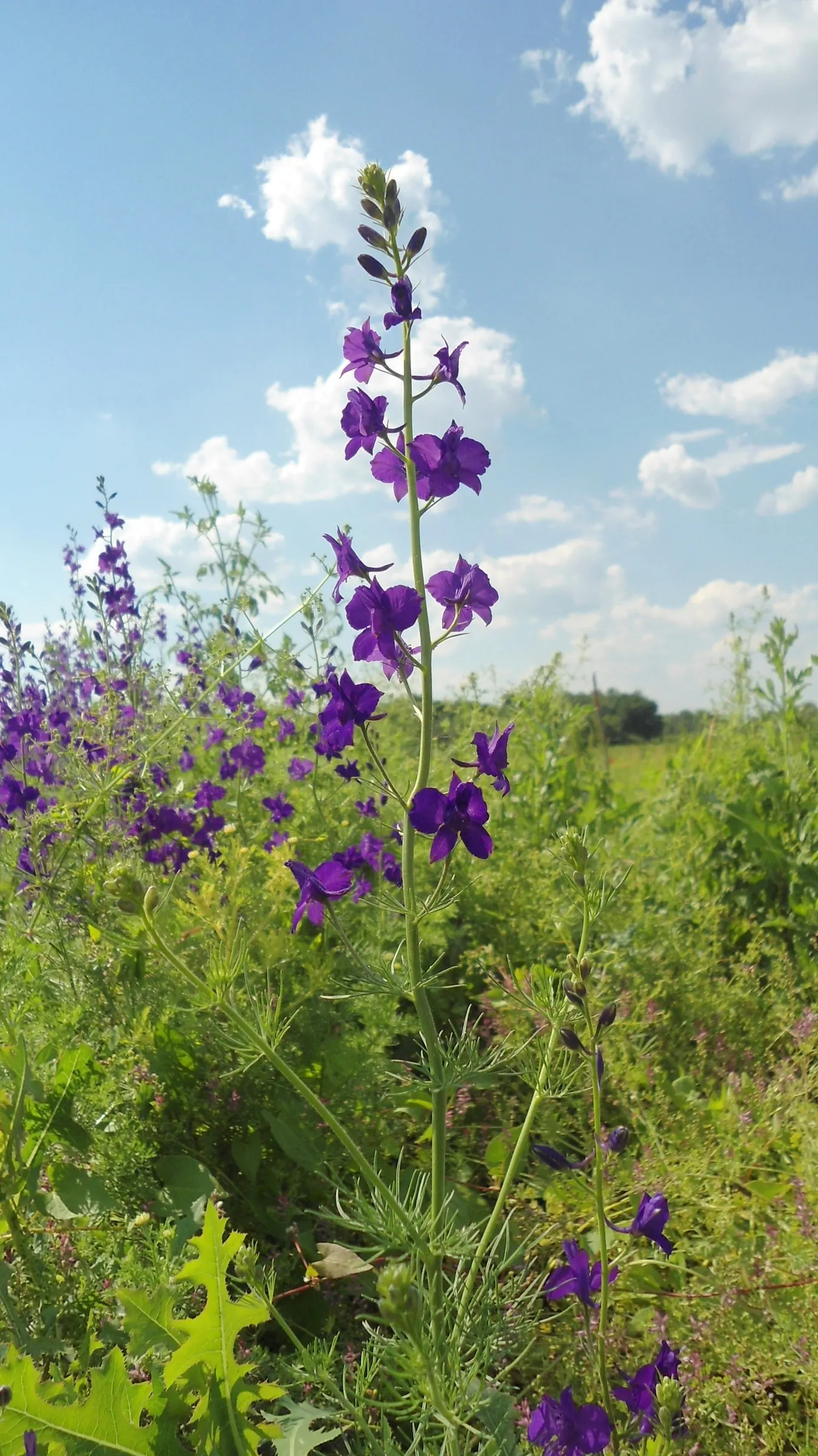 Siberian Larkspur (Delphinium Grandiflorum) — branched spires and are particularly attractive to pollinators such as bees and butterflies