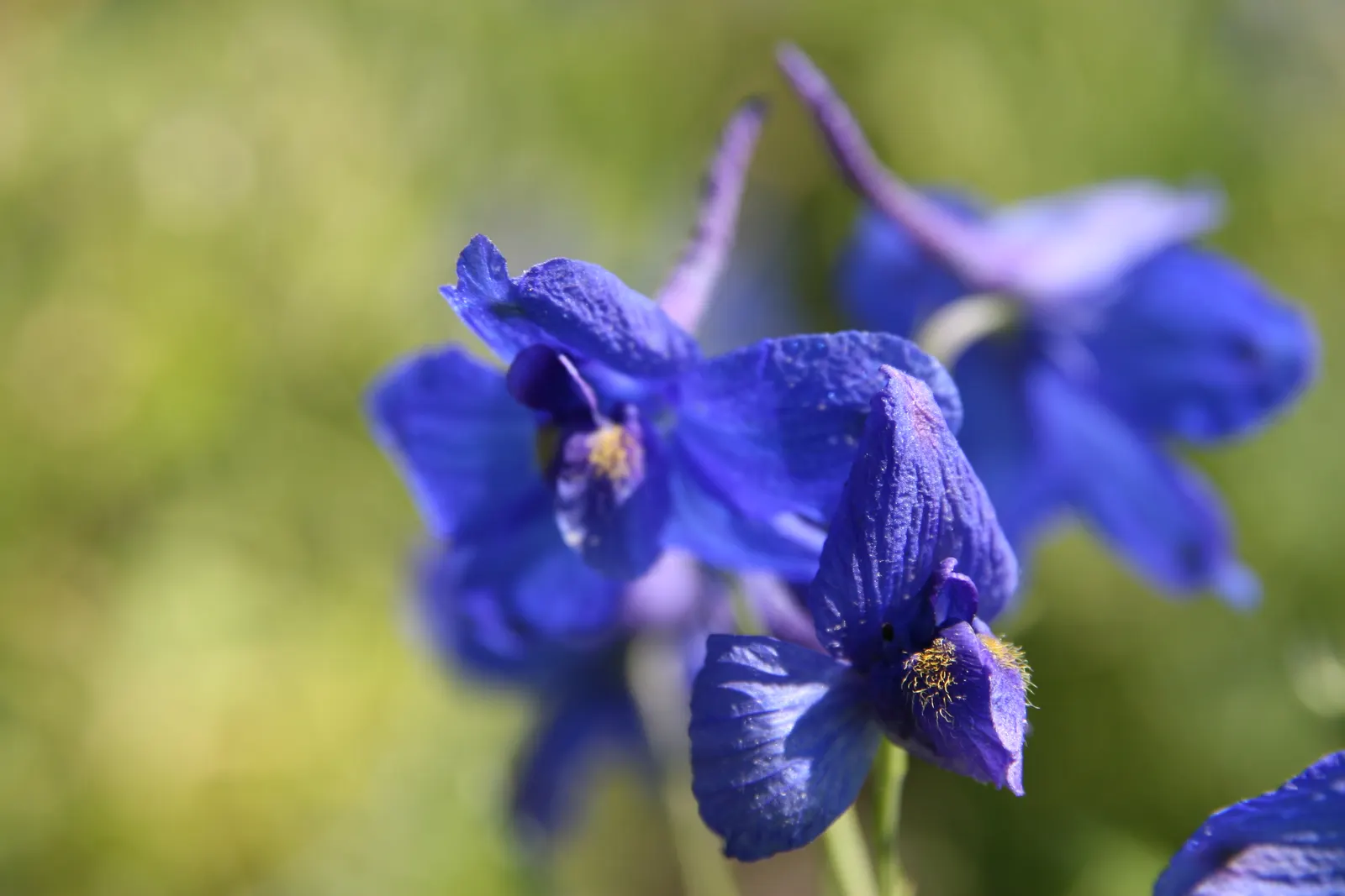 Siberian Larkspur (Delphinium Grandiflorum) — commonly known as Chinese Delphinium or Bouquet Delphinium; it flourishes under full sun to part shade conditions