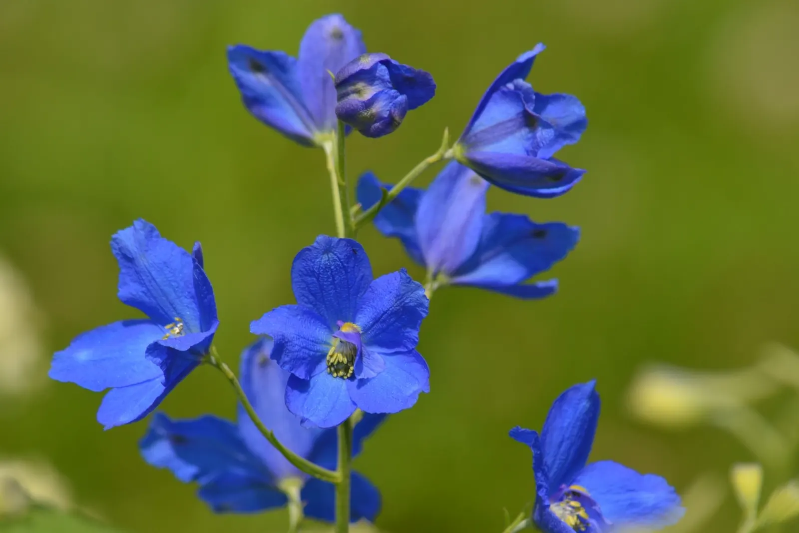 Siberian Larkspur (Delphinium Grandiflorum) — commonly known as Chinese or Bouquet Delphinium