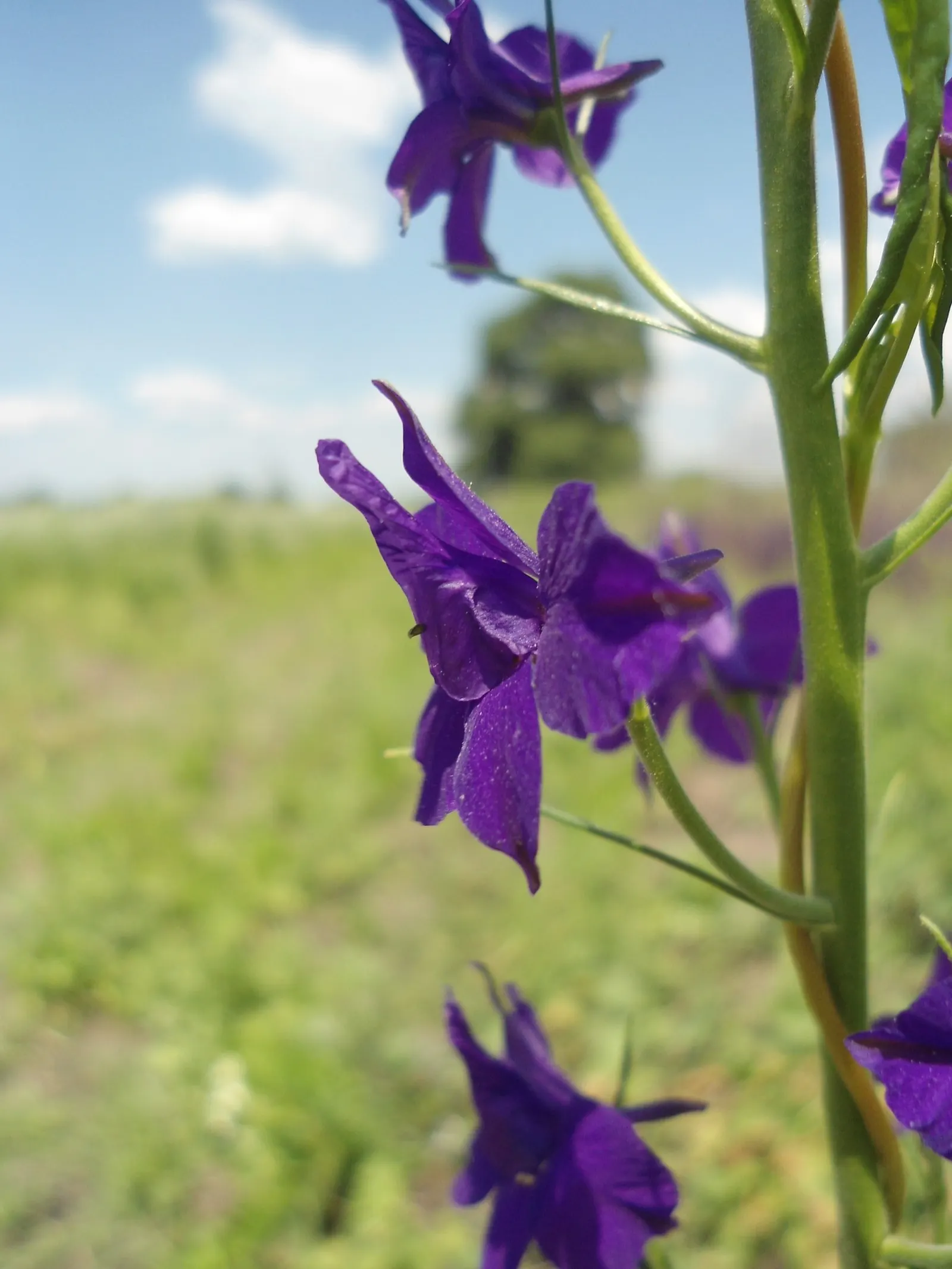Siberian Larkspur (Delphinium Grandiflorum) — from which multiple flowering stems arise