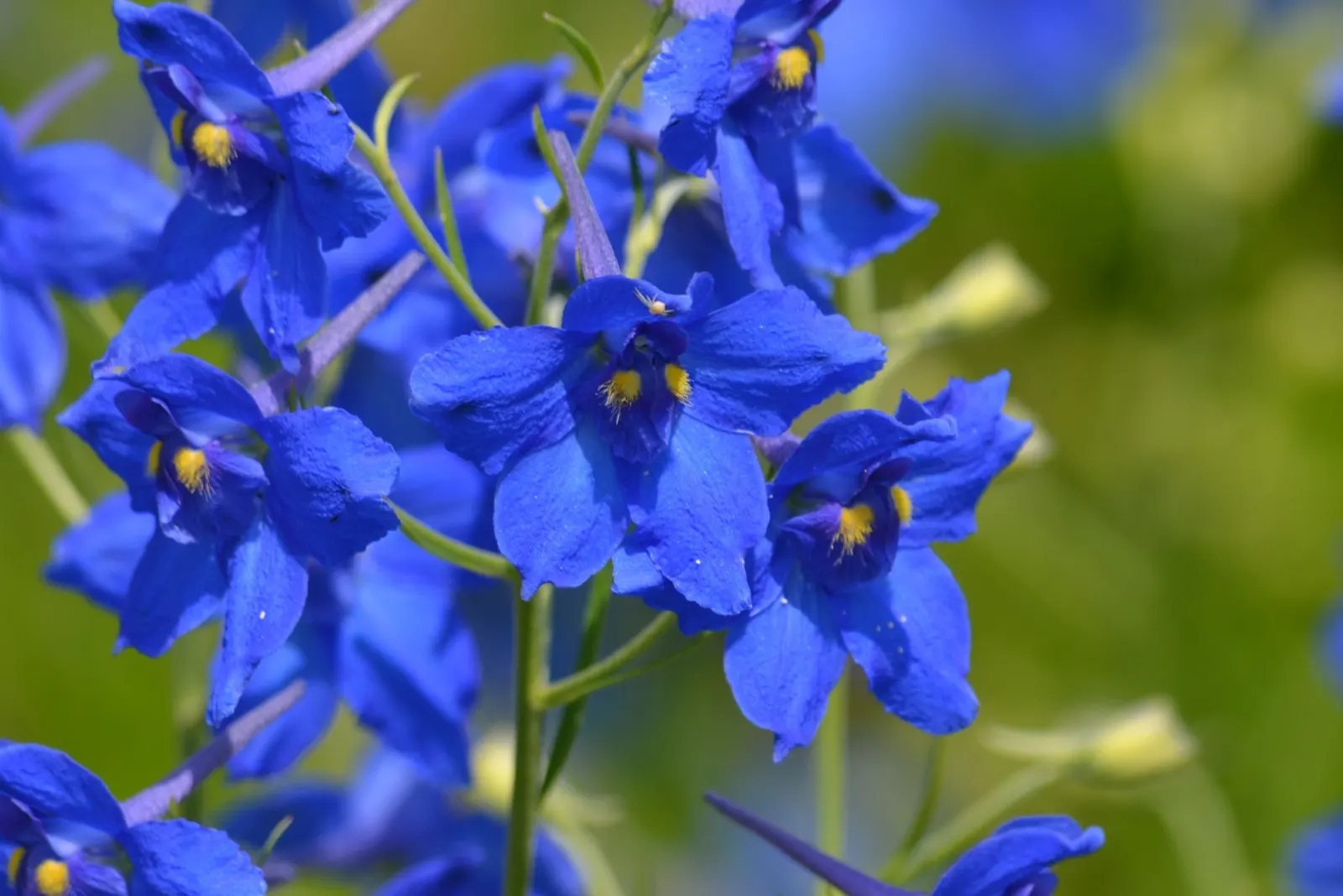 Siberian Larkspur (Delphinium Grandiflorum) — The foliage is finely cut, adding a delicate texture to the garden's green tapestry